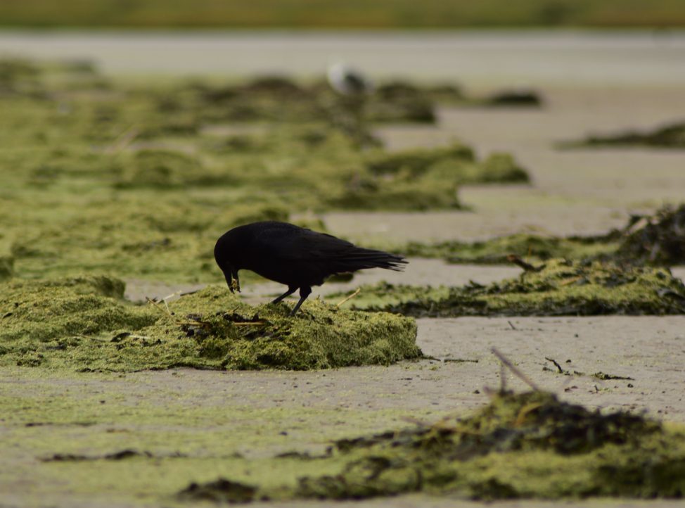 A crow on the beach